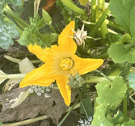 Fleur de courgette c s